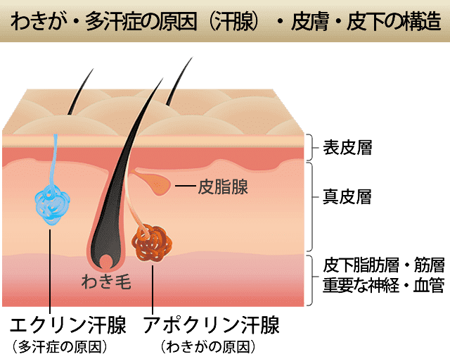 ビューホットの原理